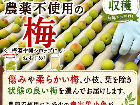 農薬不使用 青梅〜中熟梅 10Kg 自家農園 梅干し 梅酒 梅シロップ 農家