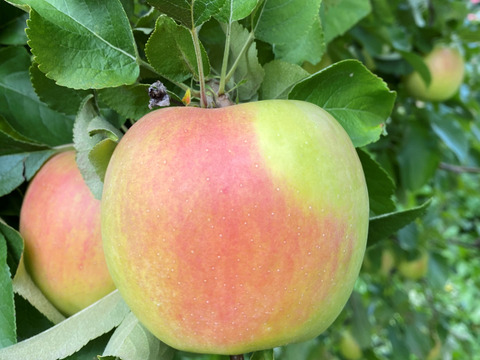 甘いりんごが好きな方に🍏ぐんま名月🍏　青森県産りんご　（8個から12個）