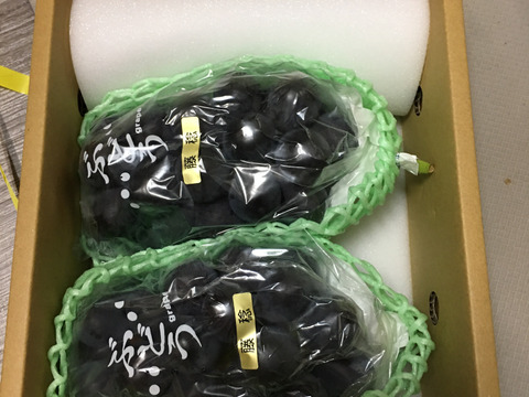 【9月発送！予約販売！朝採れ新鮮】山梨県産種無し藤稔約1Kg(2房)