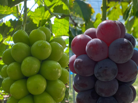 【特秀】岡山ぶどう贅沢セット2房｜シャインマスカット＆ピオーネ1.4kg（700g×2）