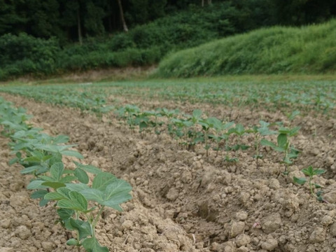 きてらのうまうま大豆-900g-農薬不使用-R7年産