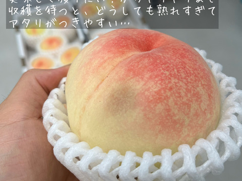 【訳あり品】岡山の桃　小箱４～６玉
