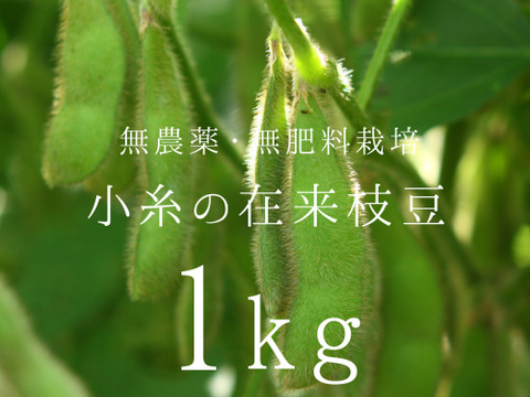 【無肥料・栽培期間中農薬不使用】小糸の在来枝豆 1kg（枝なし）
