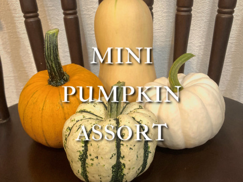 ミニかぼちゃ アソート 4個入り