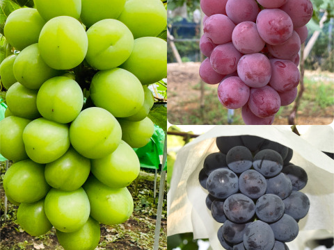 美味しいタイミングの葡萄をお届け【葡萄好き園主お任せセット】シャインマスカット+希少品種を含む2種(合計約1.5kg)優品ランク 岡山県産(熨斗対応可) 【夏ギフト】