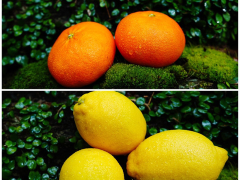 【柑橘食べ比べ】甘平２ｋｇ×レモン１ｋｇ　旬の柑橘食べ比べセット！