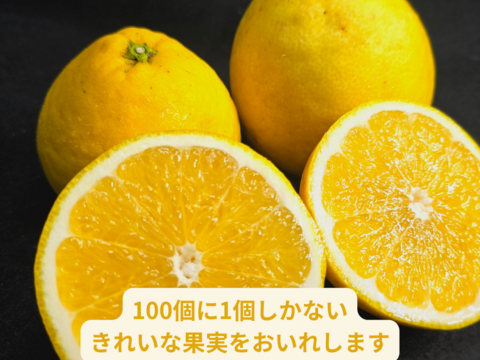 箱込約2㌔　きれいな河内晩柑　おくりものに