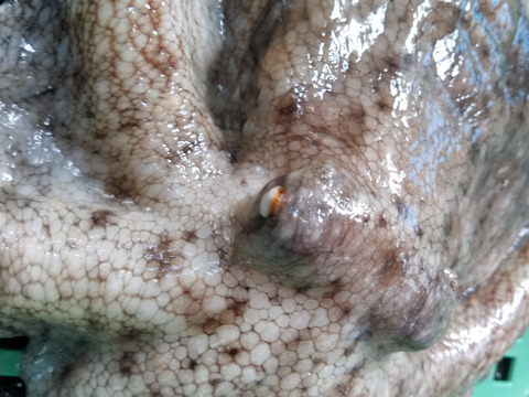 中サイズで1ｋｇ（1杯）旨いマダコ タコ 真蛸 宮城県産 活〆発送です。まだこ たこ タコ刺し身 刺身  タコ焼きにも タコ焼き タコから揚げ タコ唐揚げ