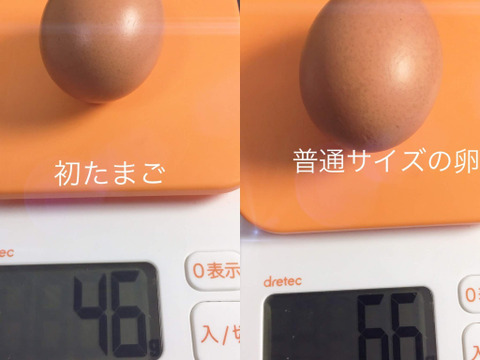★期間限定特別価格★【初たまご50個】『枯草菌』育ちの鶏の初たまご50個