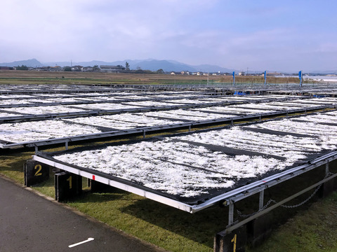 【春しらす】【数量・期間限定】宮崎産高級ちりめんじゃこ　1kg