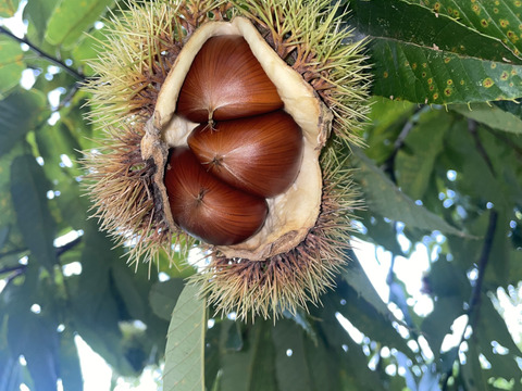 大粒　生栗　みとよの栗　品種混合　２Ｌサイズ　１ｋｇ