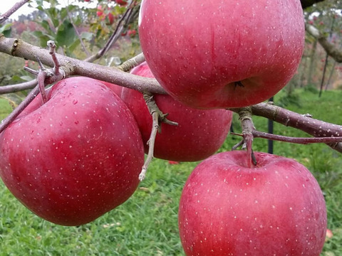 【 3000件突破セール 】【 先行予約･希少品種・清明 】【 水分たっぷりジューシー果汁 】山形県産 りんご 3ｋ【 家庭用・贈答用 】お米とご一緒に！