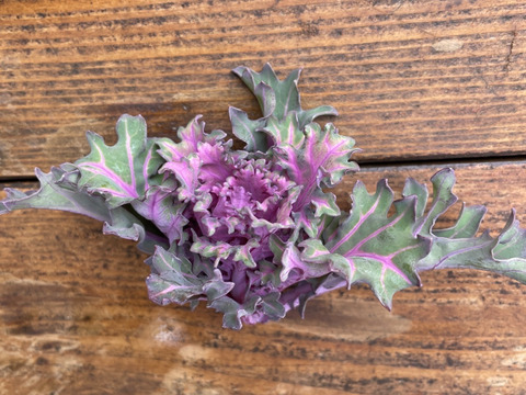 冬の恵 「プチヴェール」2〜3種ミックス　たっぷり　80g×10袋