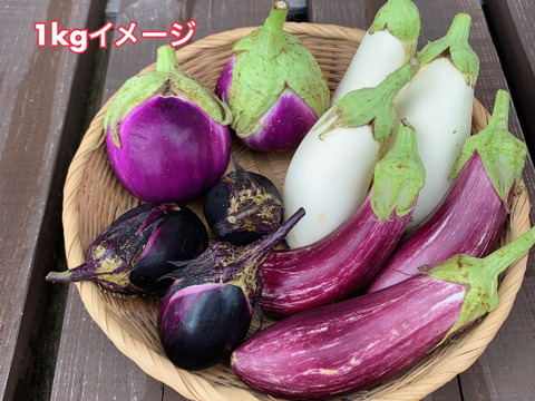 色とりどり固定種・伝統種ナスmix 食べ比べセット1.5kg【栽培期間中農薬・化学肥料不使用】