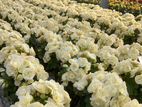 【最優秀賞】エレガントなパールカラーはどんなシーンにも似合います。エラチオールベゴニア【ブランレーヌ】５寸