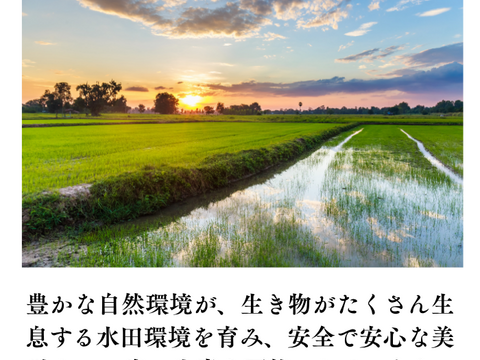 あきたこまち 【白米】新米 R7年度産  27～29kg 特Aランク産地・秋田県湯沢市産 食味ランキングで高評価を得る特A地区