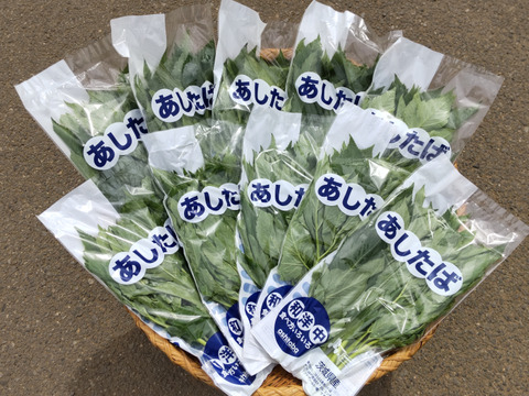 生鮮あしたば(茨城県産)　100グラムｘ10パック　農薬・化学肥料不使用　カルコン　明日葉