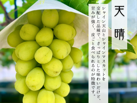 【数量限定】さわやかなのにしっかり甘い！天晴1.3㎏2～3房