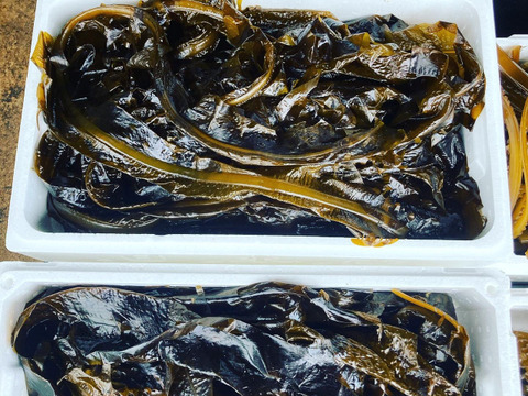 【季節限定】コリっ！ぷりっ！日本海産 原藻生わかめちゃん1.5kg　クキ付き