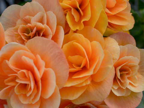 【贈答用】明るいサフランイエローにくつろぎを感じます。エラチオールベゴニア【イエローストーン】4.5寸