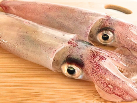 朝絞め!甘みと品があるヤリイカ 2kg 玄界灘 一本釣り