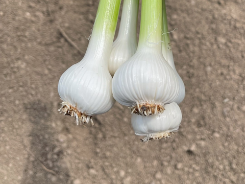 にんにくの“本気”、今年は生で！埼玉県産福地ホワイト『生にんにく』　20玉