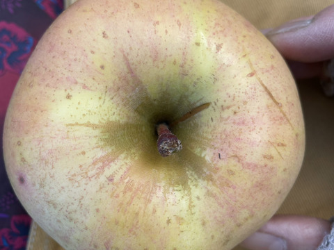 甘くてジューシー！きみと (B品りんご２㎏)