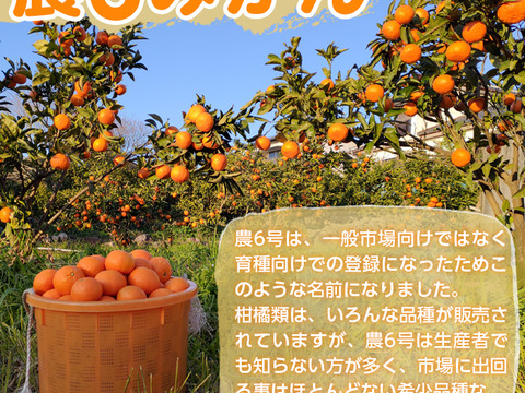 濃厚な甘みとコク 農6号みかん 約3kg（希少柑橘）サイズ：おまかせ（2S以上）