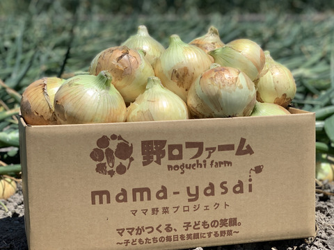 【極甘ジューシー】淡路島 春の新玉ねぎ 5kg箱 約15～20個入