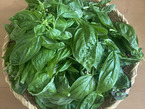 【最短即日出荷】フレッシュスイートバジル 500g