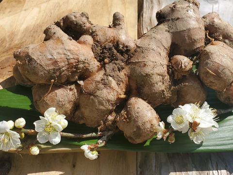 体を芯から温める　自然農法　温活囲い生姜土佐一　5kg