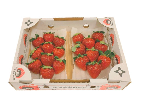 一箱2パック入り 平パック いろいろなサイズ 『モカベリー』 完熟いちご  苺 いちご 果物 贈答品 ※時間指定は可能です。