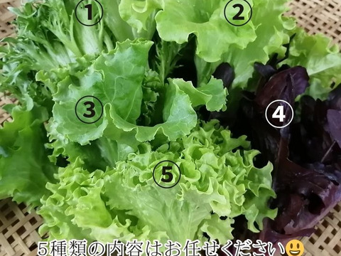 【JGAP認証】おかげ野菜 サラダセット 140g おうちでレストランのような「映える」サラダを！サラダ 生野菜 セット  水耕栽培 農家直送