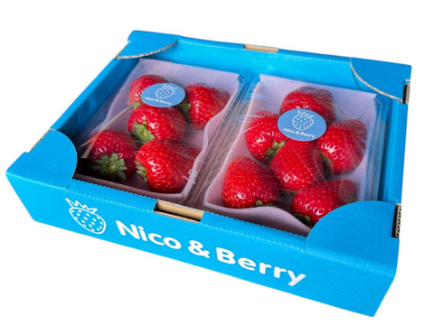 🍓希少な大玉！濃厚な甘さの完熟とちあいか｜栃木県宇都宮市産：栃木県
