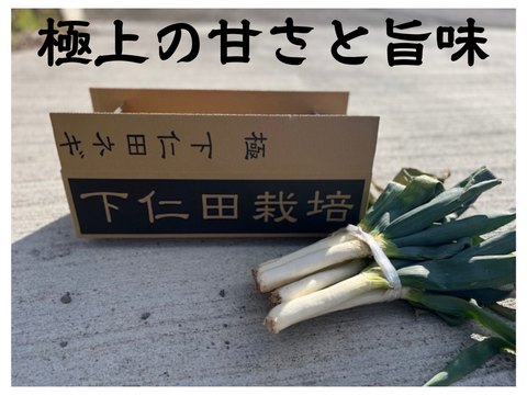 生粋の下仁田ネギ(Lサイズ以上5本+ Mサイズ15本)
