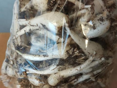 【訳あり】農薬不使用(栽培期間中) 素材の栄養丸ごと 根付きらっきょう 2kg 鳥取県産