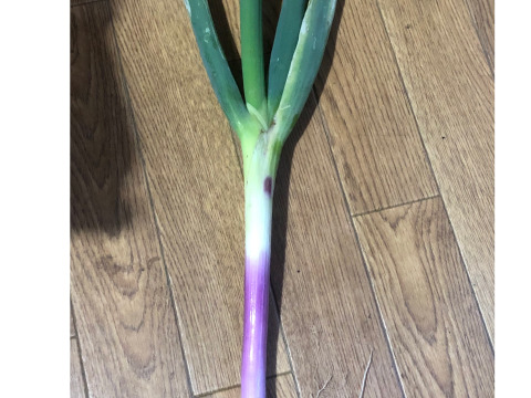 ※売りつくしセール・数量限定販売【農薬・化学肥料不使用栽培】青森県産 赤ネギ