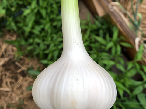 【7/7より順次発送】【農薬・化学肥料不使用栽培】青森県産　2025年産　生にんにく　1kg