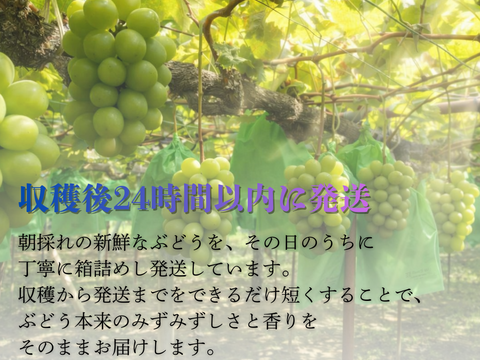 【特秀】岡山県産ピオーネ｜贈答用・大粒黒ぶどう1.0kg（500g×2）
