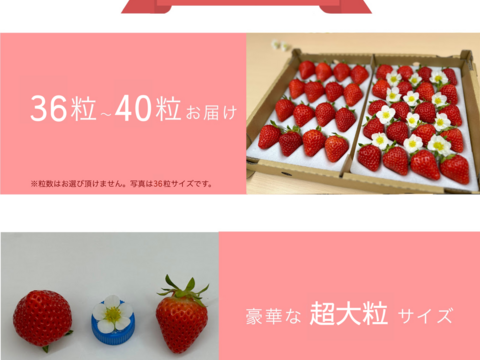 【7月限定の超大粒】ケーキ専用の夏イチゴ【子どもが喜びます】