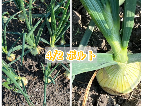 【5/7まで！】淡路島直送・新玉ねぎ2種（七宝＆ボルト）満喫BOX　10kg（サイズ混合）
