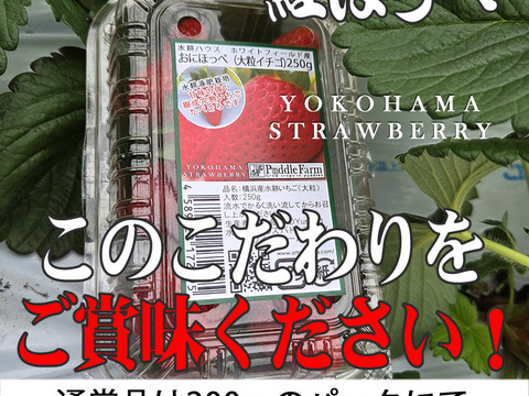 【2026キックオフセール】べにほっぺ30ｇ以上の大粒をたっぷり500g【通常便】
