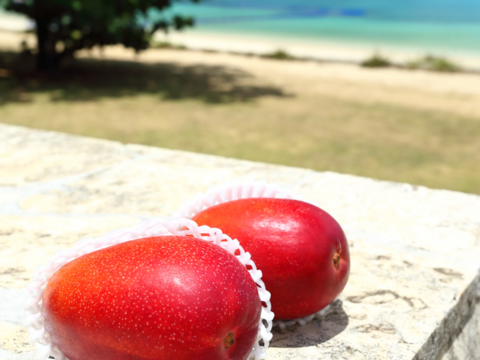 【家庭用】宮古島産完熟マンゴー1㎏(2～3玉)