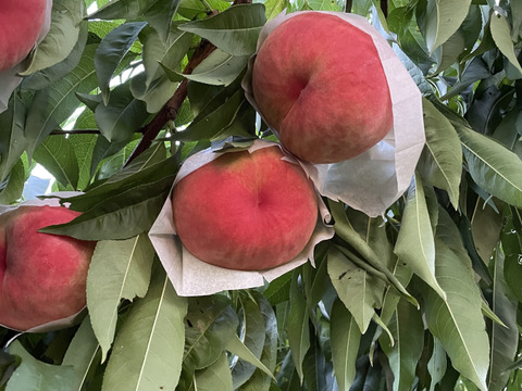 \9月12日まで/【ｶﾘｶﾘ硬めもも】品種おまかせ🍑２キロ 🍑【ご家庭用桃】【訳あり】【全部で４品種】