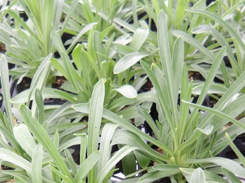 2個セット アグロステンマ オーシャンパール ホワイトガーデン イングリッシュガーデン 花苗 花壇苗