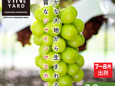 皮ごとパクリ！とっても甘くて美味しいプレミアム‼ 温室栽培シャインマスカット (2.0㎏以上 3～5房)　お中元・ギフト・贈り物用に【夏ギフト】【贈答品】【特秀品】【秀品】