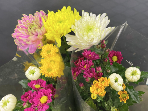 【年末年始限定】届いてそのまま飾れます！仏様用菊＋特殊マム3本お得セット！