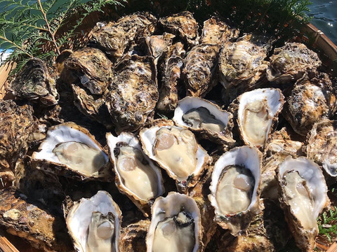 【生牡蠣】【生食用】【贈り物にも】
三重県産 浦村かき むき身500g＋殻付き20個 1箱セット（約2.7kg前後）（5～6人前）
直送 母の日 父の日【冬ギフト】【生で食べれる美味い牡蠣】