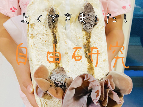 【大人の自由研究】【6月5日までの限定販売】『高知県産きくらげ栽培用の菌床ブロック×2個』簡単な育て方リーフレット付 ※商品到着後1週間以内に切込みを入れ栽培できる方