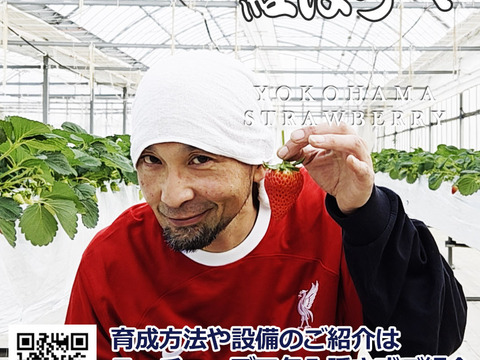 【2026キックオフセール】べにほっぺ30ｇ以上の大粒をたっぷり500g【通常便】